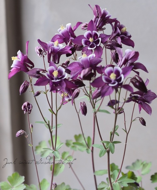 西洋オダマキ・ウィンキー 『パープル＆ホワイト』 | すべての商品