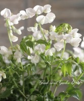 ɺȥԡإ饷饹ۥ磻ȡԥ󥯡