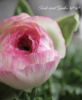 <i>Ranunculus asiaticus</i><BR><BR>�󤻿����ˤ������ᡪ<BR>��ʥ󥭥�饹<BR>�إۥ磻�ȥԥ󥯡�