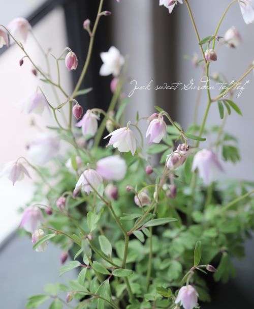 風鈴オダマキ 『乙女風鈴』【K】 | すべての商品 | | Junk sweet