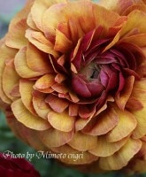 <i>Ranunculus asiaticus</i><BR><BR>������ݤο��ʼ<BR>��ʥ󥭥�饹<BR>�إ���ƥ��������顼�������ܡ�