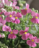<i>Nemesia</i><BR><BR>���֥餵��νɺ��ͥ᥷��<BR>�᡼�ƥ�إߥ���