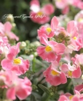 ���֥餵��νɺ��ͥ᥷�����᡼�ƥ�ؤۤβ֡�