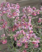 <i>Nemesia caerulea</i><BR><BR>�͵��餭�����ɺ��ͥ᥷��<BR>�˥� �إ������Х����顼��