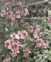 ǥإ⡼˥󥰥ߥȡ١⡼ԥ󥯿