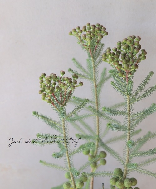 バーゼリア(ベルセリア) 『グリーニッシュ』 | すべての商品 | | Junk