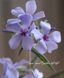 �����ե��å������إࡼ�ǥ��֥롼����