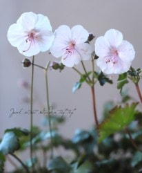 ˥ࡦӥܡإ󥿥֥ꥮ󥼡٥ѥʼ