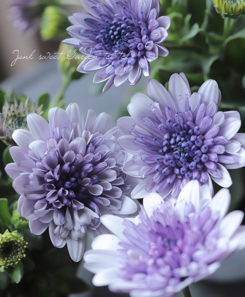 オステオスペルマム❤3苗抜き苗