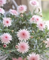 <i>Argyranthemum frutescens</i><BR><BR>���֥餵��Υޡ�����å�<BR>�Υ������꡼��<BR>�ؤ�����������