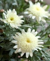 <i>Argyranthemum frutescens</i><BR><BR>���֥餵��Υޡ�����å�<BR>�Υ������꡼��<BR>�إߥ륭���ƥ������