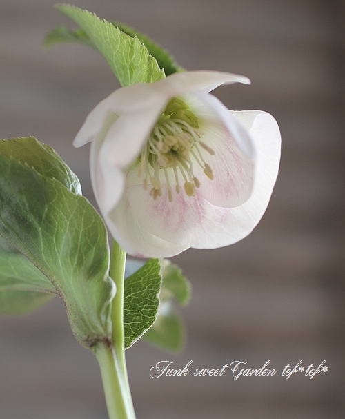 の*ん様 ☘️スペシャルイベント☘️826【いちごみるく】クリスマスローズ 8_000000021747.jpg?1739330486