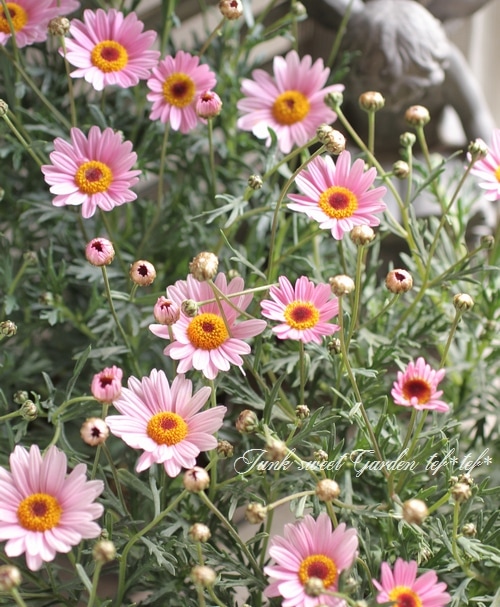 i>Argyranthemum frutescens</i><BR><BR>マーガレット<BR>ハニービー