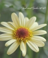 <i>Argyranthemum frutescens</i><BR><BR>�ޡ�����å�<BR>�ϥˡ��ӡ����꡼��<BR>�إ��֥륤��������