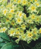 <i>Primula</i><BR><BR>�ץ���<BR>�إե�����������