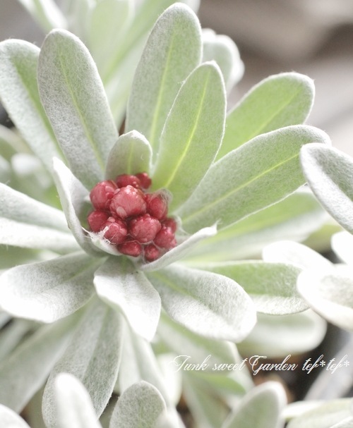 ドライフラワー　訳あり　ルビークラスター ドライフラワー 訳あり ルビークラスター ドライフラワー 訳あり