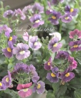 <i>Nemesia caerulea</i><BR><BR>���å�����Ϳ�<BR>�ɺ��ͥ᥷���������<BR>�إ����ߥå��֥롼��