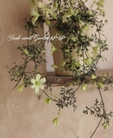 <i>Clematis petriei</i><BR><BR>�ե����ƥ꡼�ϥ���ޥ���<BR>�إڥȥꥨ����