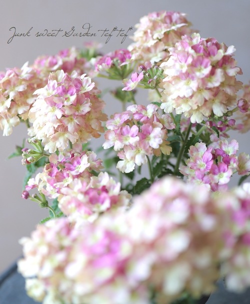 栄養系バーベナ ラナイ ヴィンテージウォッカ すべての商品 Junk Sweet Garden Tef Tef 栄養系バーベナ ラナイ ヴィンテージウォッカ すべての商品 Junk Sweet Garden Tef Tef