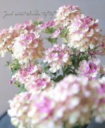 ���ܷϥС��٥ʡ���ʥ����إ�����ơ��������å���