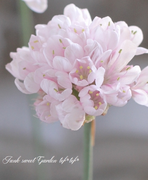 アルメリア サクラスティック すべての商品 Junk Sweet Garden Tef Tef アルメリア サクラスティック すべての商品 Junk Sweet Garden Tef Tef