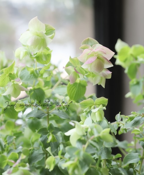 花オレガノ ベリシモ すべての商品 Junk Sweet Garden Tef Tef 花オレガノ ベリシモ すべての商品 Junk Sweet Garden Tef Tef