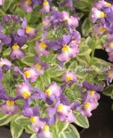 <i>Nemesia caerulea</i><BR><BR>���å�����Ϳ�<BR>������ͥ᥷��<BR>�إե����������󥺡�