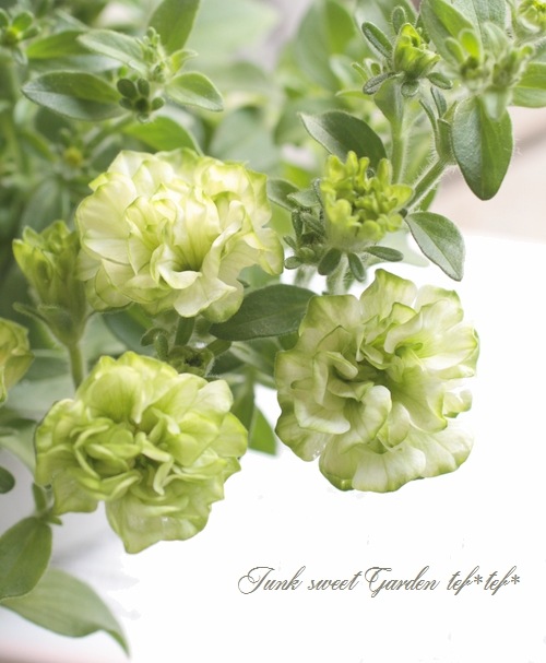 八重咲きペチュニア 小輪種 湘南プチヴェルデ すべての商品 Junk Sweet Garden Tef Tef
