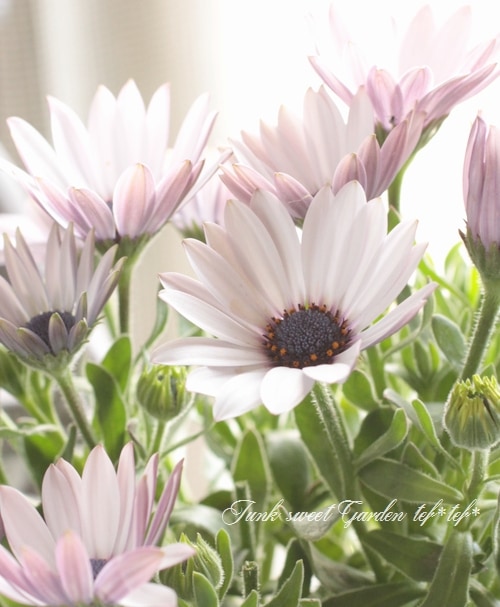 i>Osteospermum</i><BR><BR>中輪オステオスペルマム<BR>アキラ