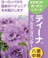 <i>Petunia��hybrida</i><BR><BR>�ǿ��ʼ�ڥ���˥�<BR>�ƥ�����<BR>�إ��֥�ߥ˥�٥������