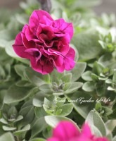 <i>Petunia��hybrida</i><BR><BR>�ǿ��ʼ�ڥ���˥�<BR>�ƥ�����<BR>�إ��֥�ߥ˥֥���ȥԥ󥯡�