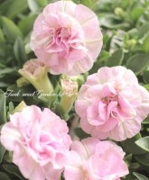 <i>Petunia��hybrida</i><BR><BR>�ǿ��ʼ�ڥ���˥�<BR>�ƥ�����<BR>�إ��֥�ߥ˥饤�ȥԥ󥯡�
