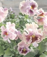 <i>Viola��wittrockiana </i><BR><BR>�ե�󥸥ѥ󥸡�<BR>2014ǯ�ο��ʼ<BR>�إߥ奷���<BR>5��ȭ�����ؤ�pink