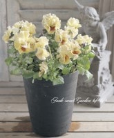 <i>Viola��wittrockiana </i><BR><BR>�ե�󥸥ѥ󥸡�<BR>2014ǯ�ο��ʼ<BR>�إߥ奷���<BR>5��ȭ�����ؤ�lemon