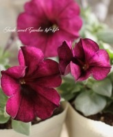 <i>Petunia��hybrida</i><BR><BR>�ǿ��ʼ�ڥ���˥�<BR>�إ����������������ץ���