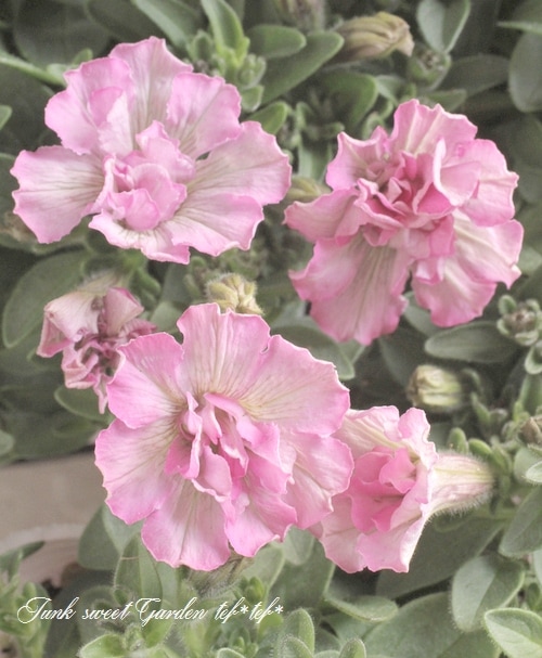 花十勝29.2kg超特大サイズ 楽天市場】☆若松屋☆おすすめべスト5噴出花火セット : 花火と縁起