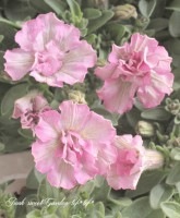 <i>Petunia��hybrida</i><BR><BR>�ǿ��ʼȬ�ź餭�ڥ���˥�<BR>�إ����ǥ������奬���ԥ󥯡�