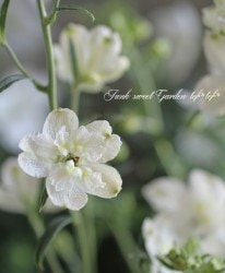 �ǥ�ե��˥��ࡡ�إߥ륭���ߥ�ȡ�