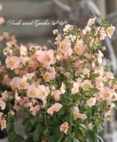 �����󥽥����إ�����ԥ󥯡�