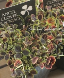 ߤȱݥ󥸥륯С إ֥åå 