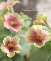 <i>Petunia��hybrida</i><BR><BR>���֥餵��Υڥ���˥�<BR>�إ��������ޥ��å���