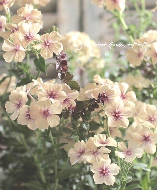 フロックス 『クリームブリュレ』 【10苗セット】で15％off | すべての