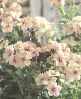 �ե��å������إ��꡼��֥���١���10�ĥ��åȡۤ�15��off