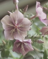 �ե��å������إ��꡼��֥���١���5�ĥ��åȡۤ�10��off