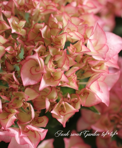 i>Hydrangea</i><BR><BR>豪華な八重咲き紫陽花<BR>『マリー