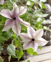 <i>Clematis</i><BR><BR>����ޥ���<BR>�إ٥��ȥ����å����� ��