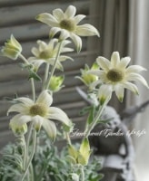 ���꡼�࿧�ե��ͥ�ե����إե����꡼�ࡼ���