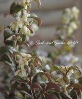 <i>Leucothoe axillaris</i><BR><BR>ꥫʥƥ<BR>쥦ȥ<BR>إ꡼åɡ