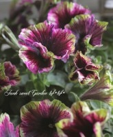 <i>Petunia x hybrida</i><BR><BR>�ڥ���˥�<BR>�إ��㡼���åȥ��ޥ����