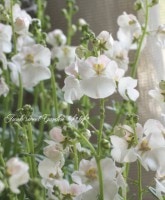 <i>Diascia barberae</i><BR><BR>¿ǯ𡦥ǥ<BR>ߥ饯륷꡼<BR>إ٥ӡѥƥ